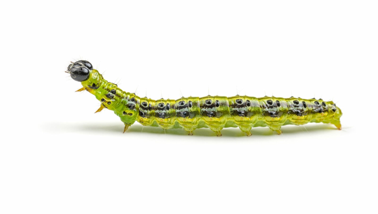 Raupe des Buchsbaumzünslers (Cydalima perspectalis)