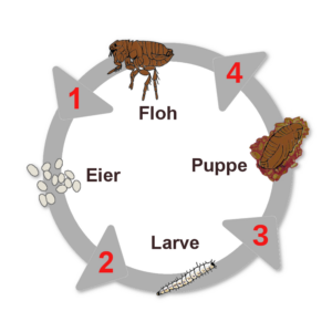 Lebenszyklus des Floh von den Eiern zur Larve, Puppe und zum erwachsenen Floh.