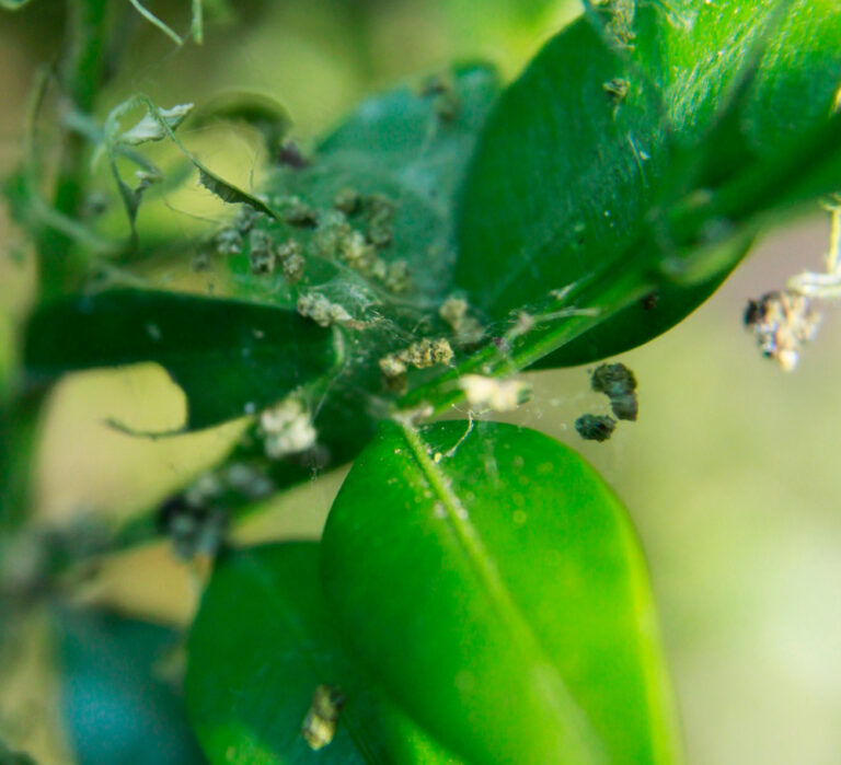 Kotspuren vom Buchsbaumzünsler