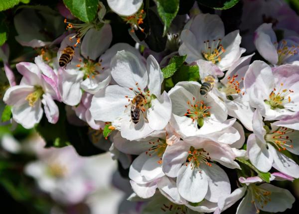 Apfelblüte mit Biene [Foto: trophyhunt/istockphoto.com]